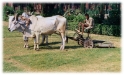 Lawnmower, Agra India